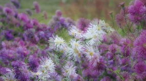 唯美梦幻雏菊小花朵flash动画